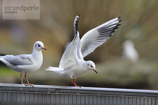 Zwei Lachmöwen (Larus ridibundus)