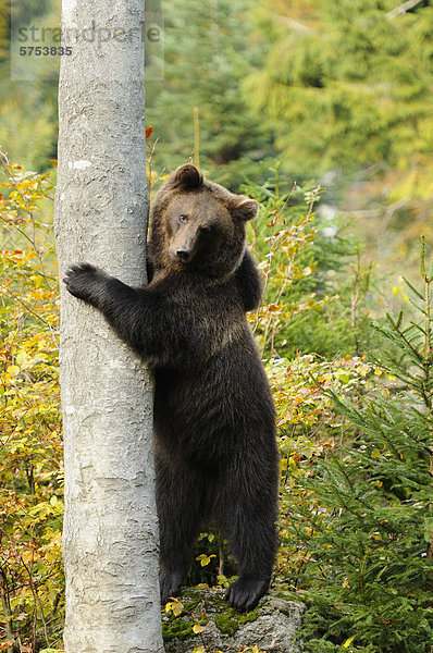 Europäischer Braunbär (Ursus arctos arctos) steht an einem Baumstamm