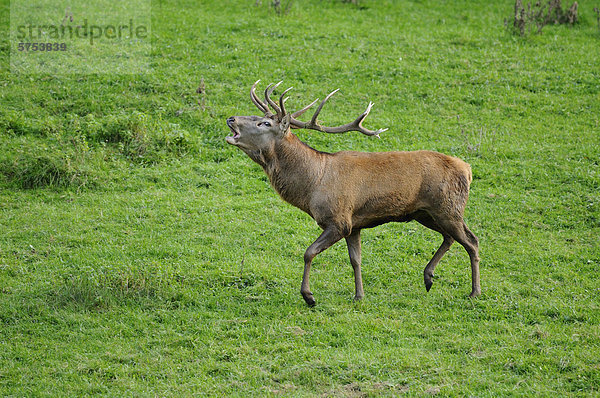 Röhrender Rothirsch (Cervus elaphus) auf einer Wiese