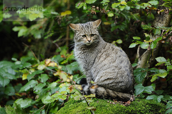 Sitzende Wildkatze (Felis silvestris)