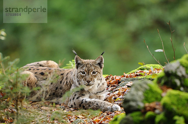 Liegender Luchs (Lynx lynx)