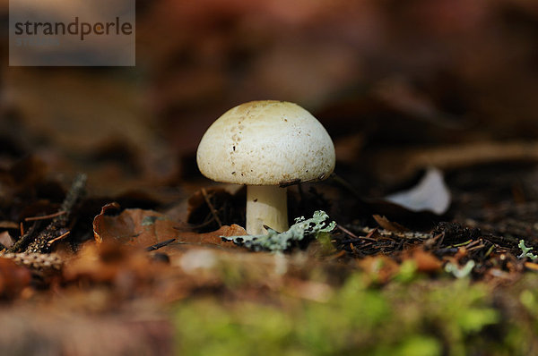 Gelber Knollenblätterpilz (Amanita citrina)