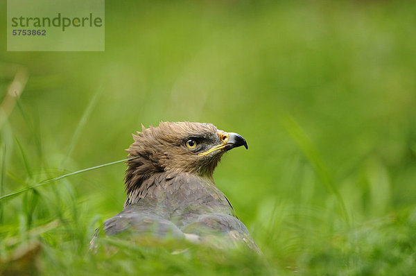 Schreiadler (Aquila pomarina) im Gras