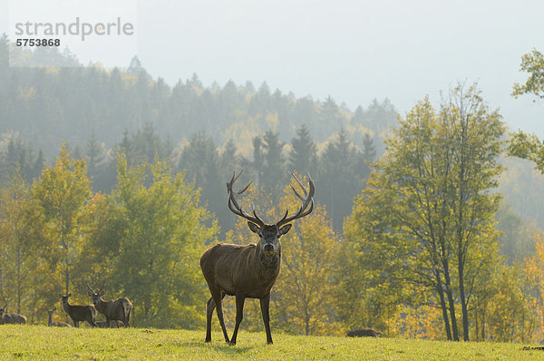 Rothirsche (Cervus elaphus) auf einer Wiese