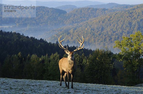 Rothirsch (Cervus elaphus) steht auf einer Wiese