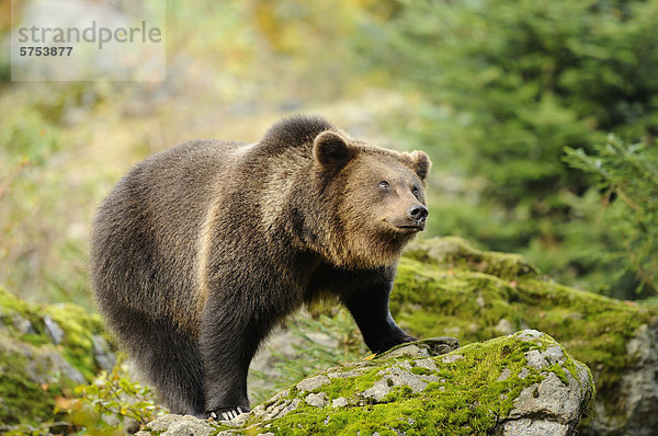 Stehender Europäischer Braunbär (Ursus arctos arctos)