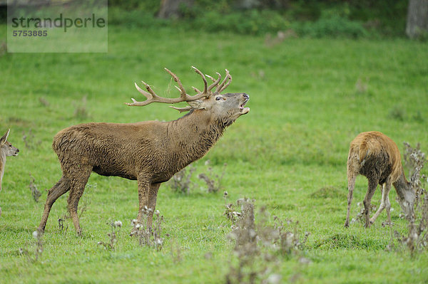 Röhrender Rothirsch (Cervus elaphus) auf einer Wiese