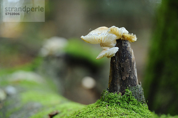 Buchen-Schleimrübling (Oudemansiella mucida)