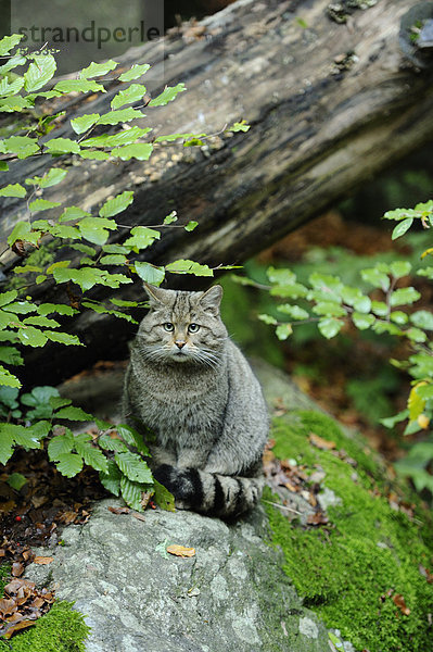 Sitzende Wildkatze (Felis silvestris)