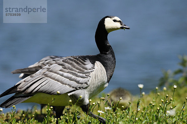 Weißwangengans (Branta leucopsis)