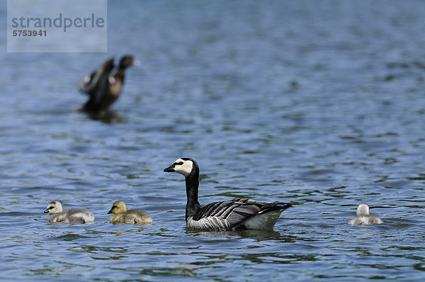 Graugans (Anser anser) und Nonnengans (Branta leucopsis) mit Küken treiben auf dem Wasser