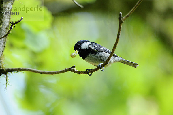 Tannenmeise (Parus ater) auf einem Ast