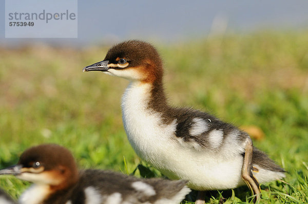 Zwei Gänsesäger-Küken (Mergus merganser) im Gras