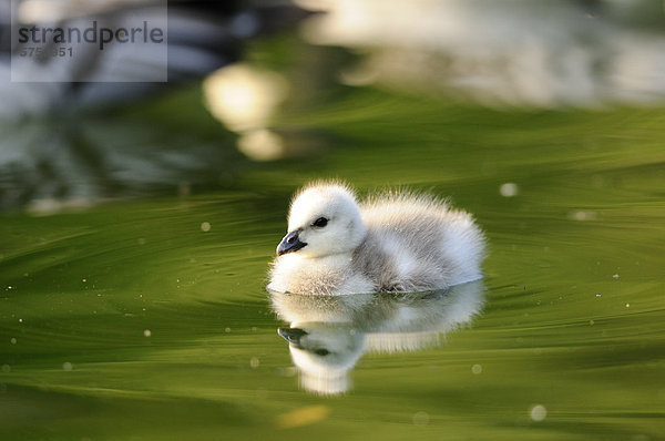 Weißwangengans-Küken (Branta leucopsis) treibt auf dem Wasser