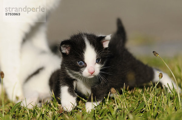 Junge Katze liegt im Gras