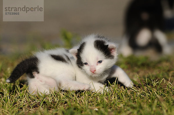 Junge Katze liegt im Gras