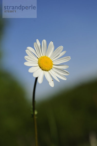 Magerwiesen-Margerite (Leucanthemum vulgare)