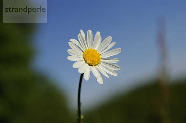 Magerwiesen-Margerite (Leucanthemum vulgare)