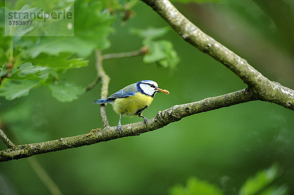 Blaumeise (Parus caeruleus) auf einem Ast