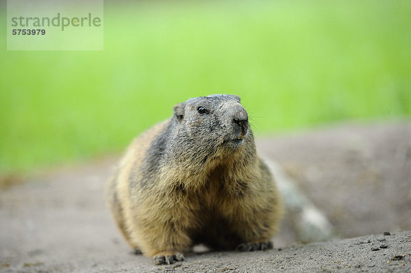 Alpenmurmeltier (Marmota marmota)