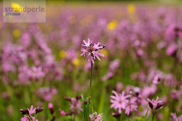 Rote Lichtnelke (Silene dioica)