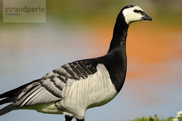 Weißwangengans (Branta leucopsis)