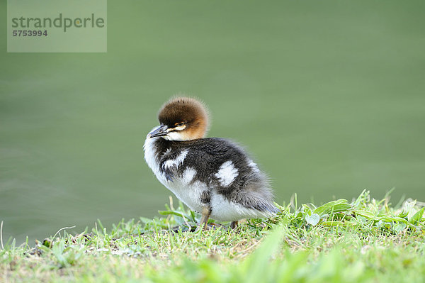 Gänsesäger-Küken (Mergus merganser) im Gras