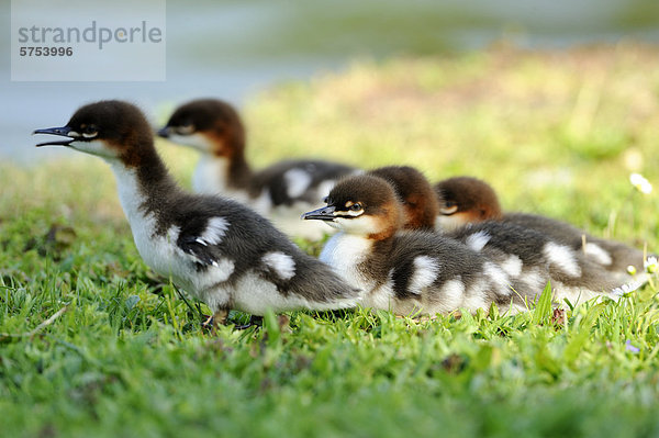 Gruppe von Gänsesäger-Küken (Mergus merganser) im Gras