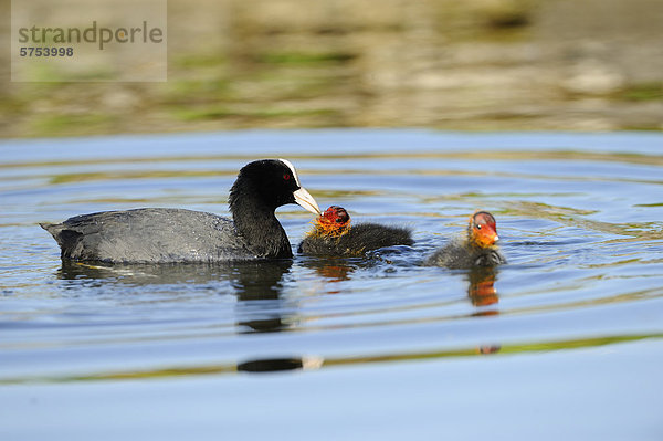 Blässhuhn (Fulica atra) und Küken treiben auf dem Wasser