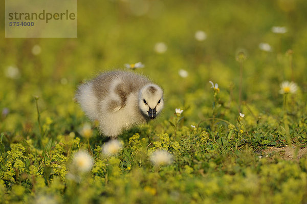 Weißwangengans-Küken (Branta leucopsis) im Gras