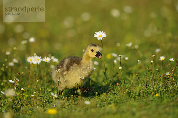 Kanadagans-Küken (Branta canadensis) im Gras