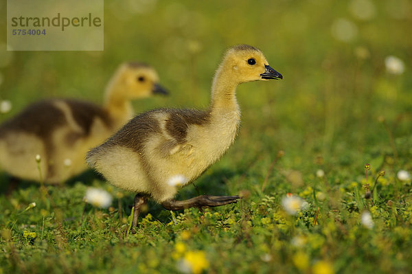 Zwei Kanadagans-Küken (Branta canadensis) im Gras