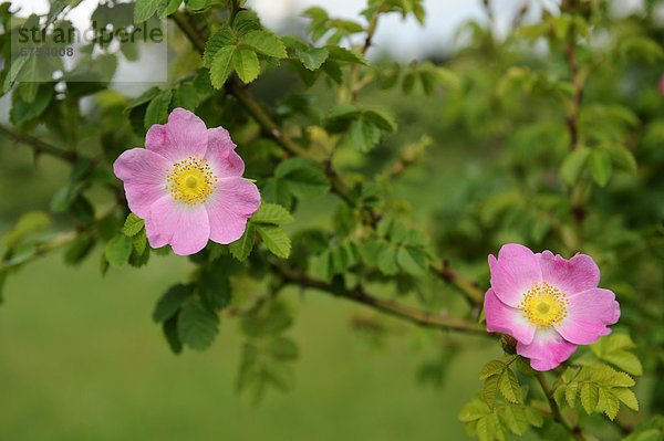 Hecken-Rose (Rosa corymbifera)