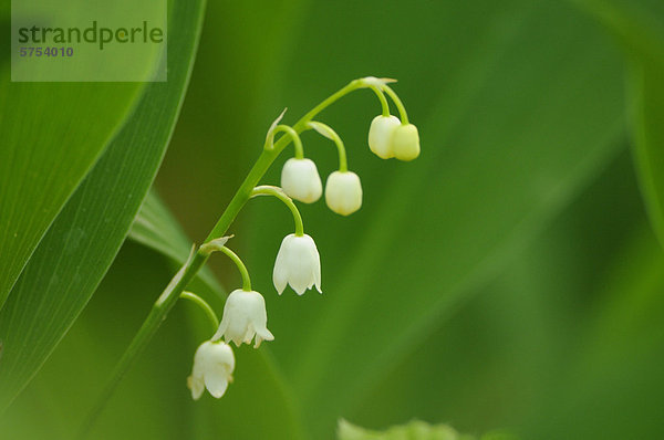 Maiglöckchen (Convallaria majalis)