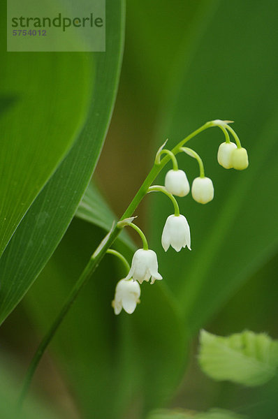 Maiglöckchen (Convallaria majalis)