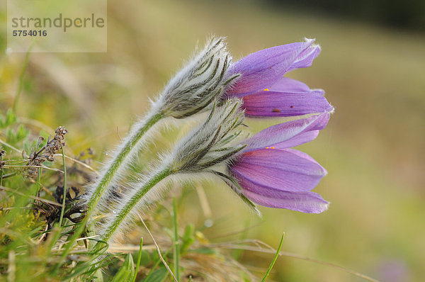 Küchenschelle (Pulsatilla vulgaris)