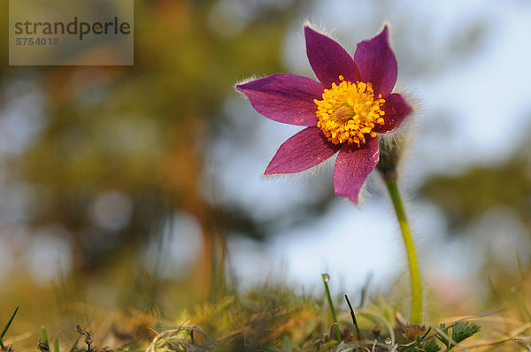 Küchenschelle (Pulsatilla vulgaris)