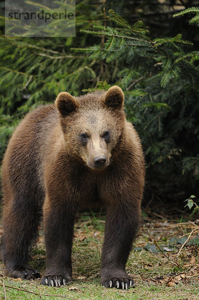 Junger stehender Europäischer Braunbär (Ursus arctos arctos)