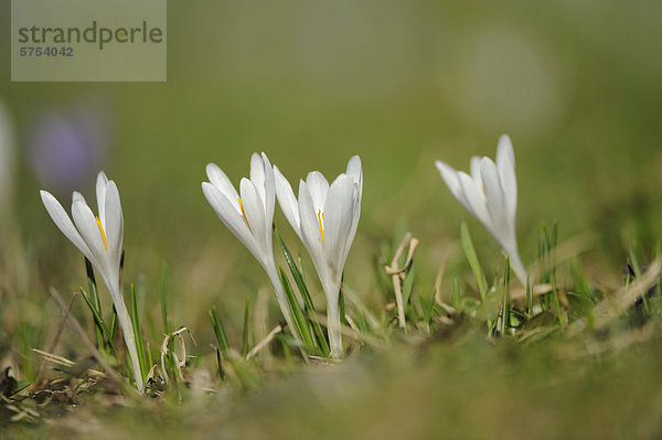 Frühlings-Krokus (Crocus vernus)