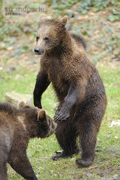 Zwei junge Braunbären (Ursus arctos) auf einer Wiese