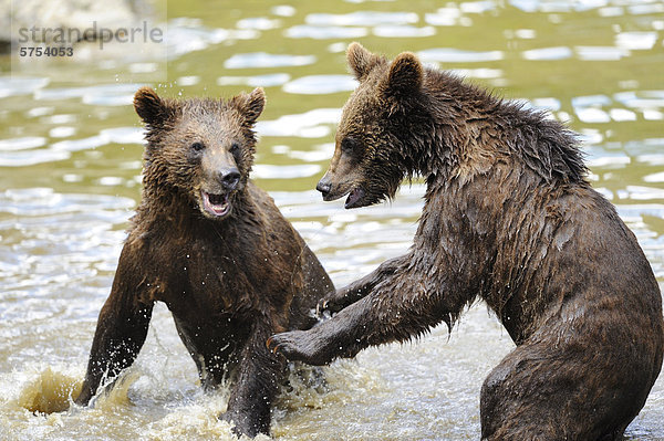 Zwei junge Braunbären (Ursus arctos) im Wasser