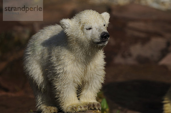 Stehender junger Eisbär (Ursus maritimus)