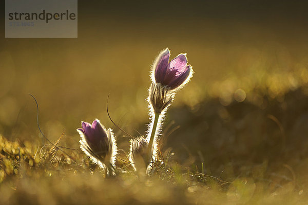 Küchenschelle (Pulsatilla vulgaris)