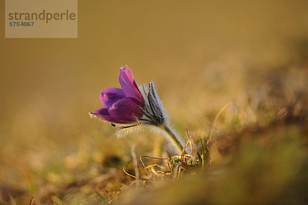 Küchenschelle (Pulsatilla vulgaris)