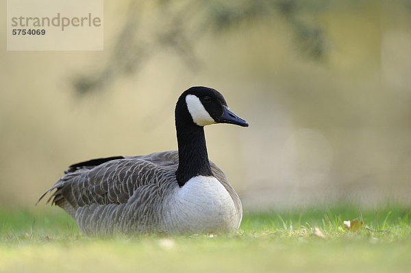 Kanadagans (Branta canadensis) hockt auf einer Wiese