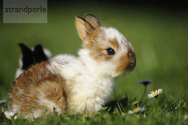 Junges Kaninchen im Gras