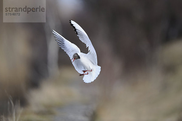 Lachmöwe (Larus ridibundus) im Flug