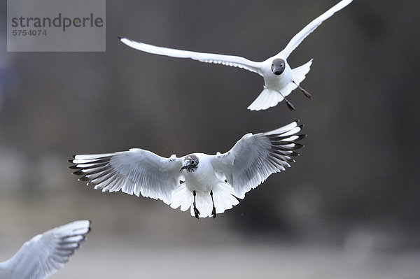 Lachmöwen (Larus ridibundus) im Flug