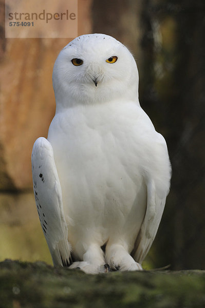 Schnee-Eule (Bubo scandiacus)