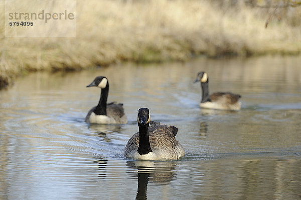 Drei Kanadagänse (Branta canadensis) treibt auf dem Wasser